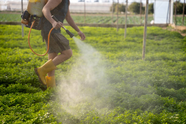 Best Insect Control  in San Carlos, AZ