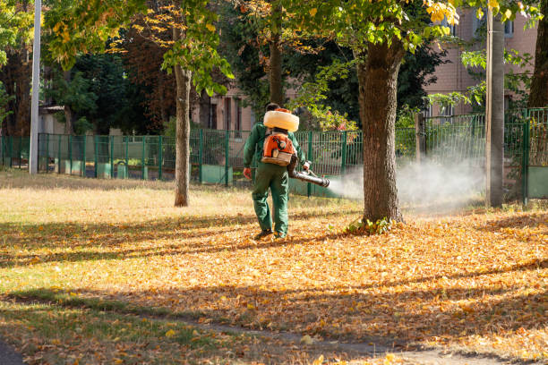 Best Termite Control Services  in San Carlos, AZ