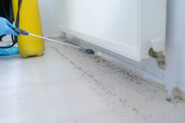Best Wasp Removal Services  in San Carlos, AZ