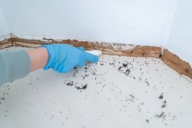 Best Rodent Control Near Me  in San Carlos, AZ