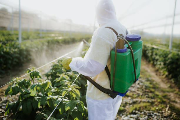 Best Affordable Pest Control Services  in San Carlos, AZ